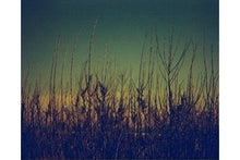 LOMOGRAPHY LOBSTER REDSCALE NEGATIVE (110)