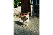 LOMO COLOR TIGER (110)