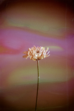 A FILMSOUP FROM HANALOGITAL (FLUORITE)