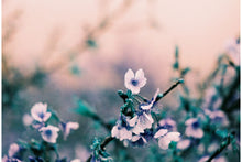 LOMO TURQUOISE (135)
