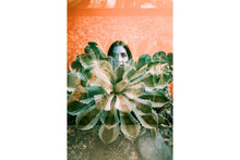LOMO TURQUOISE (135)