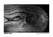 PAN F PLUS 50 (135)
