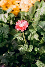 POPHO LUMINAR 100